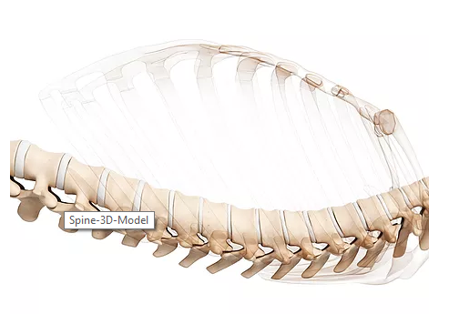 Dr. Quetta Spinal Perceptions Chiro & Wellness